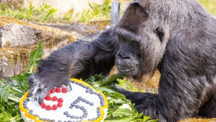 65 éves lett a világ legidősebb gorillája